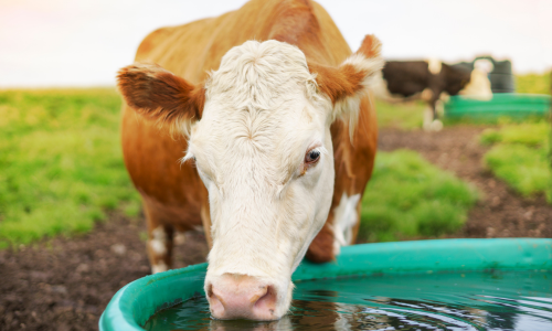 A brown and white cow drinks water from a green trough in a lush, green field. The scene is peaceful with another cow blurred in the background.