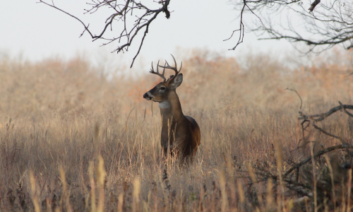 A deer with antlers stands alert in a serene, grassy field surrounded by bare branches under a clear sky. The scene conveys calm and tranquility.