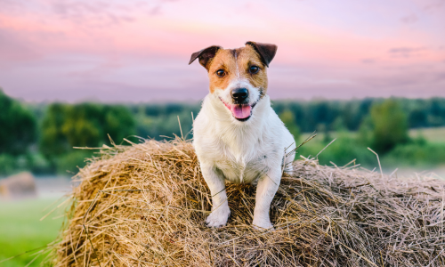 A happy Jack Russell Terrier sits on a hay bale in a field at sunset. The sky is a soft pink, creating a peaceful, joyful atmosphere.