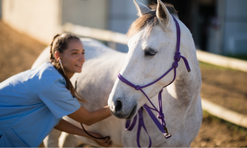 A smiling woman in a blue shirt gently examines a white horse with a purple halter. They stand outdoors on a sunny day, conveying warmth and care.