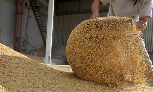 A person sifts golden grains, creating an arc of falling wheat in a rustic warehouse, conveying diligence and focus in agricultural work.