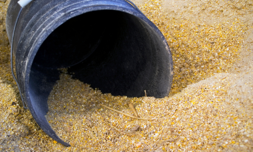 A black plastic bucket lying on its side, partially buried in a pile of yellow grain or corn. The scene conveys a casual, agricultural setting.