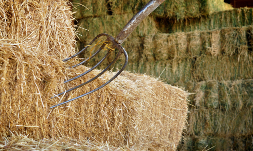 A pitchfork leaning against stacked hay bales in a barn. The scene conveys a rustic, agricultural setting with a sense of quiet farm life.