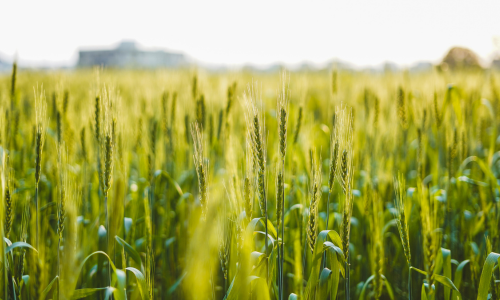 A sunlit wheat field extends into the distance, with stalks gently swaying. A blurred building is visible on the horizon under a clear sky.